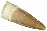 Fossil Spinosaurus Tooth - Real Dinosaur Tooth #298372-1